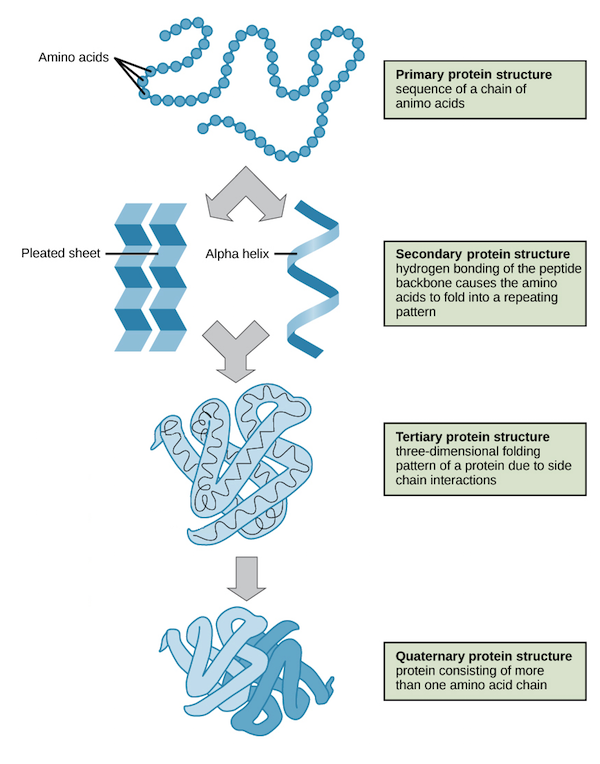 Protein structure